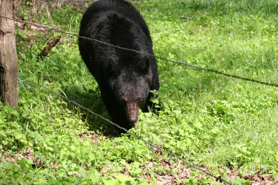 Wildlife in the Smokies