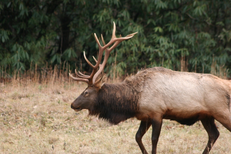 Elk