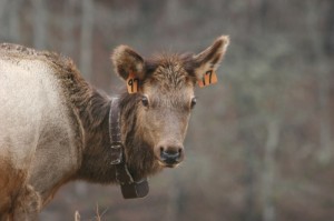 Elk