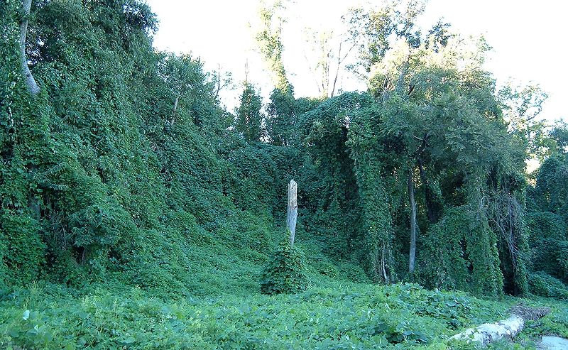 Non-Native Plants in the GSMNP