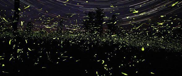 Synchronous Fireflies