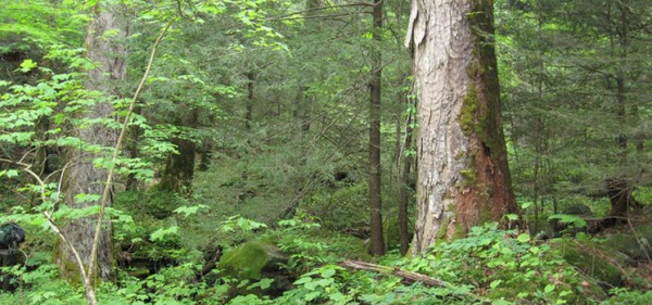 Old Growth Forest