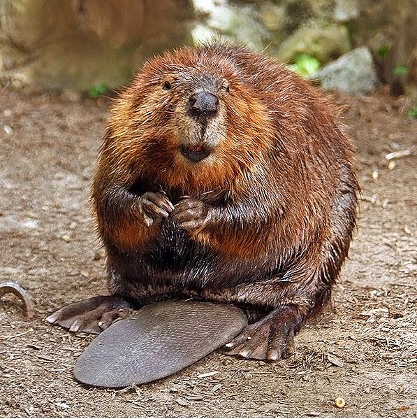 Beavers in the Smokies