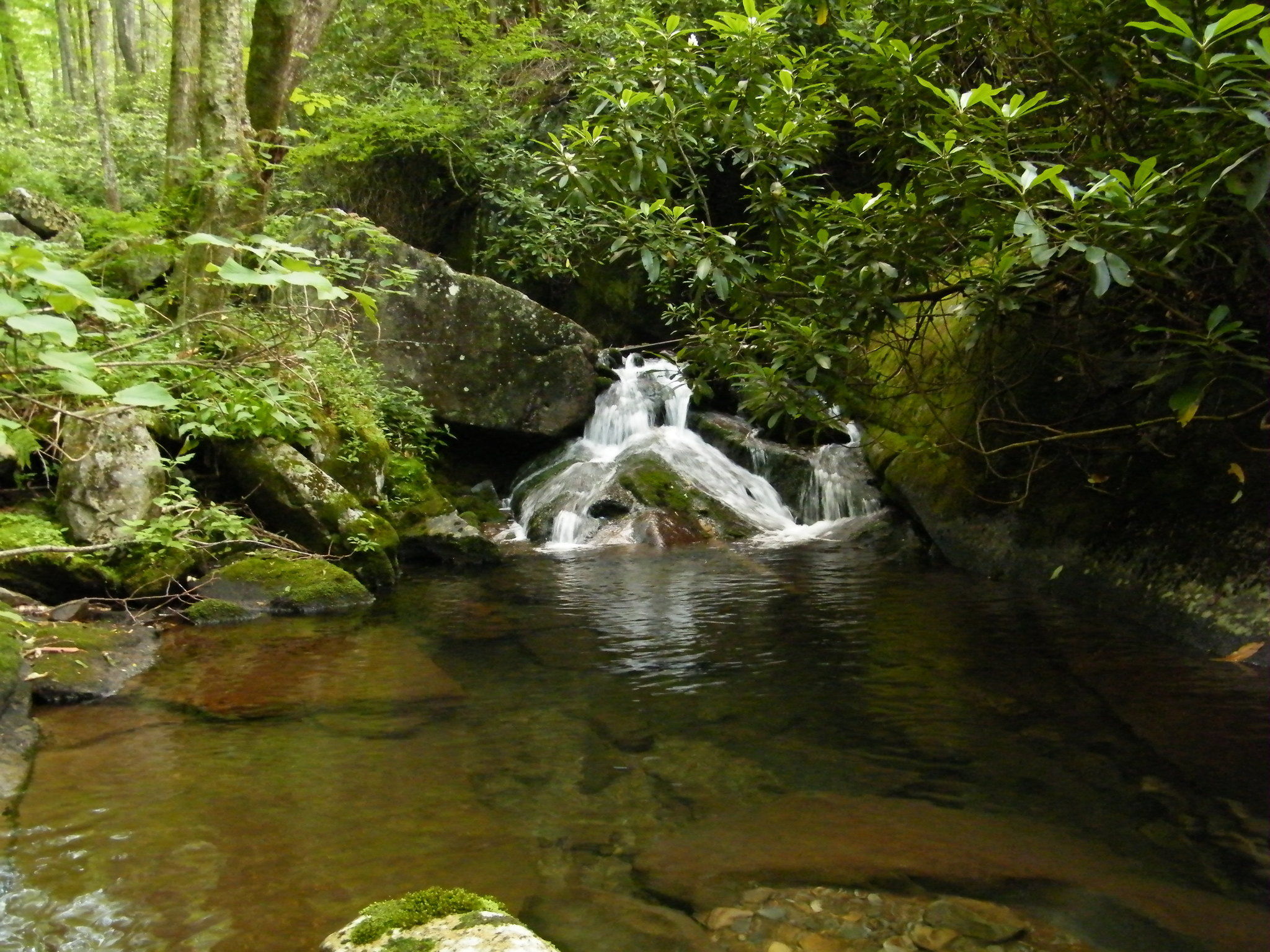 Forney Creek Trail