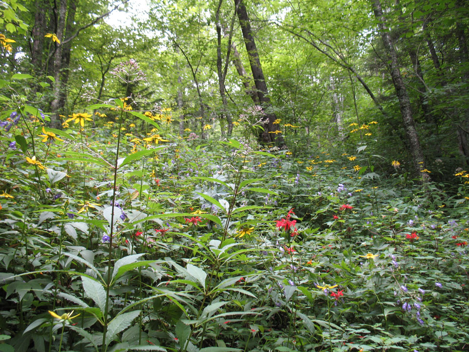 Grassy Branch Trail