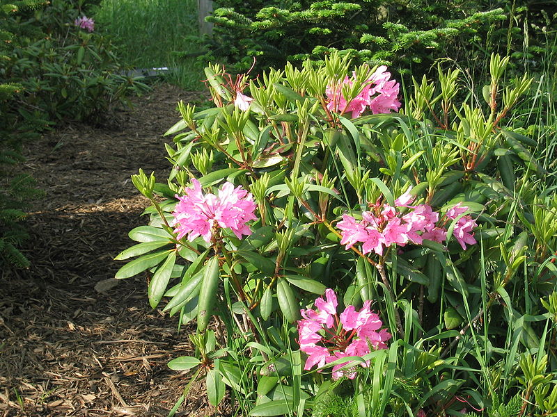 Rhododendron