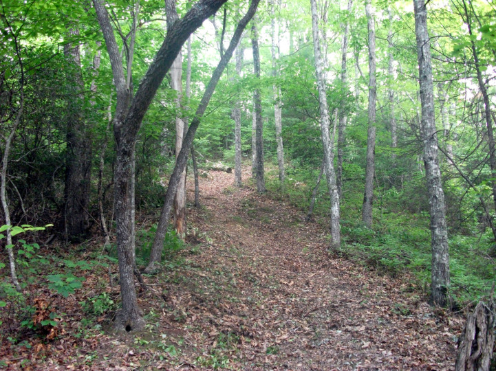 Jenkins Ridge Trail